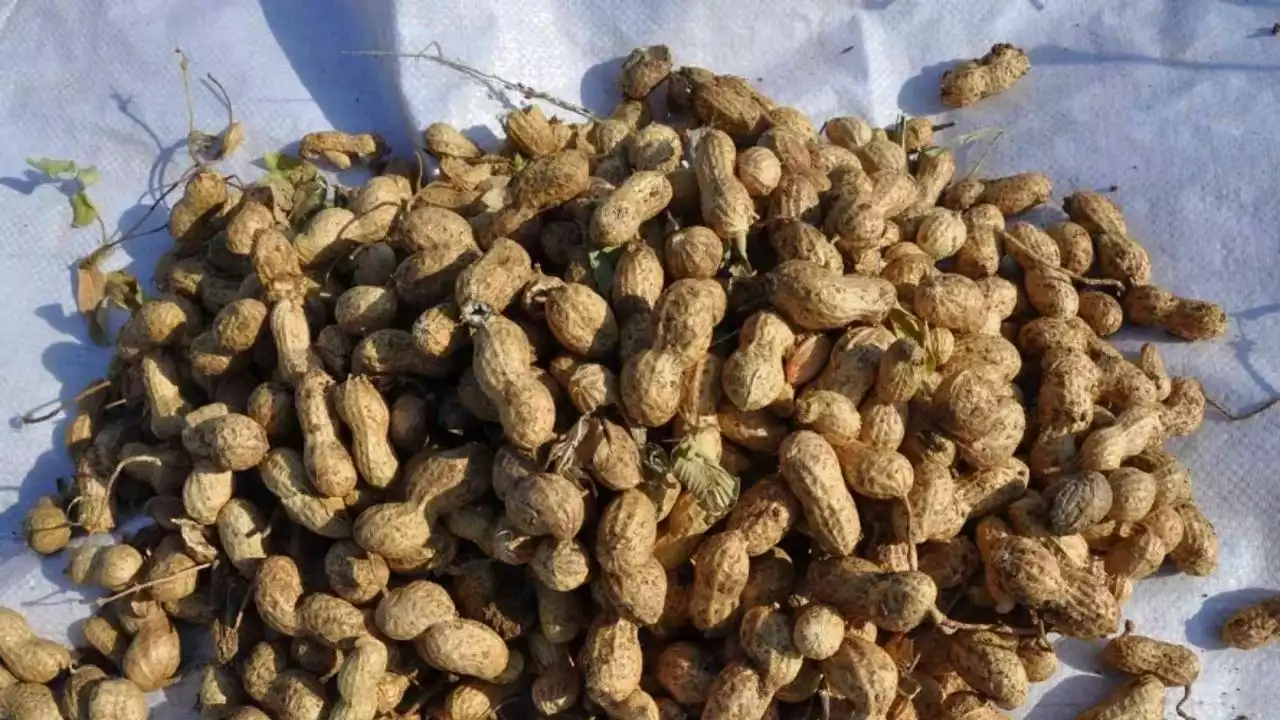 Sudan Peanuts